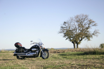 Motorrad und Baum